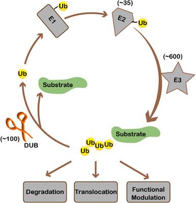 OTUB1-mediated inhibition of ubiquitination: a growing list of effectors, multiplex mechanisms, and versatile functions